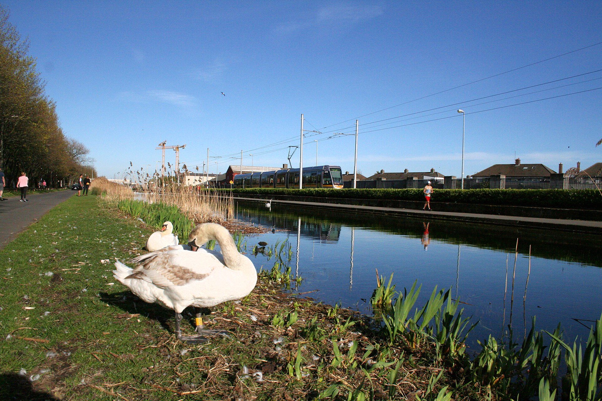 The Grand Canal towpath on a bright day, with walkers, a swan on the bank and a tram passing beyond the water