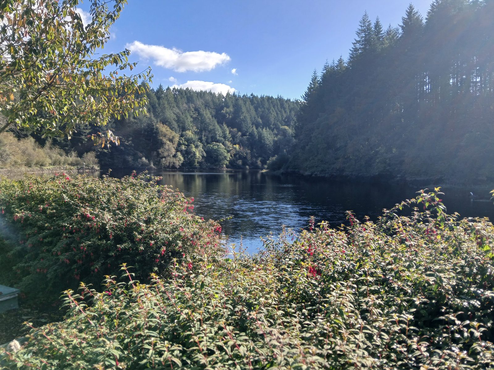 The River Barrow at St Mullins, between steep wooded banks, behind a hedge of red fuchsia
